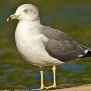 Adult. Note: pale eye, sooty nape, dark bill band with red tip, and yellow legs. Adult. Note: pale eye, sooty nape, dark bill band with red tip, and yellow legs.