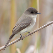 Note: dark head and smudgy sides of breast (appears more Note: dark head and smudgy sides of breast (appears more