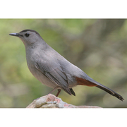Adult. Note: clean gray body, rufous undertail coverts, and black cap. Adult. Note: clean gray body, rufous undertail coverts, and black cap.