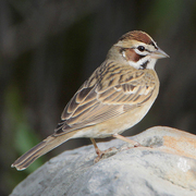 Note: bold face pattern. Note: bold face pattern.