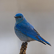 Male. Note: blue overall and thin dark bill. Male. Note: blue overall and thin dark bill.