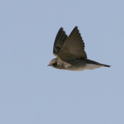 In flight. Note: square tail, plain brown upperparts and dusky breast fading to a white belly. In flight. Note: square tail, plain brown upperparts and dusky breast fading to a white belly.
