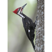 Male. Note: red forecrown and red malar. Male. Note: red forecrown and red malar.