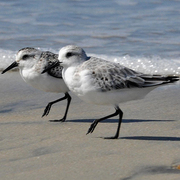 Winter plumage (foreground) and juvenile (background) Winter plumage (foreground) and juvenile (background)