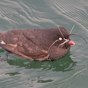 Breeding plumage. Note: white tip on bill and conspicuous white plumes. Breeding plumage. Note: white tip on bill and conspicuous white plumes.